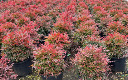 Nandina domestica ‘Obsessed’